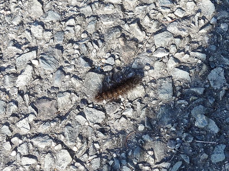 クマケムシちゃん