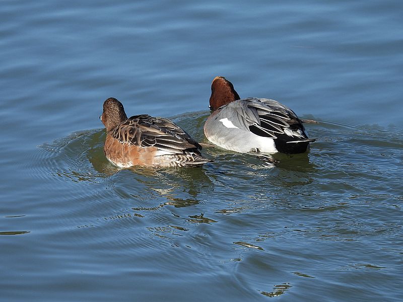 ぴゆちゃんご夫妻
