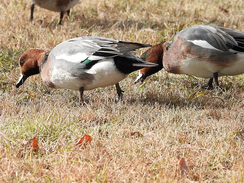 もぐもぐぴゆドリル