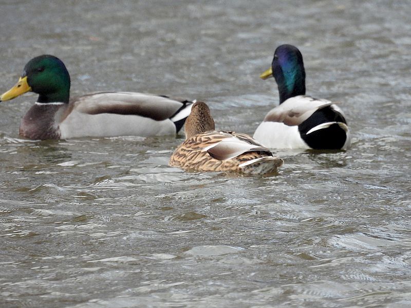 マガモ氏恋のさや当て…には少し早いかな