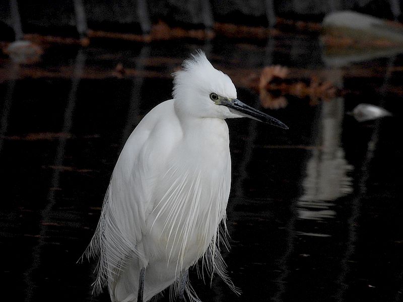 かわいいかわいいコサギちゃん