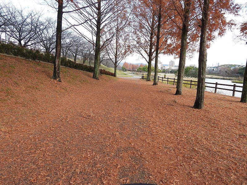 メタセコイアの葉がずいぶん落ちた