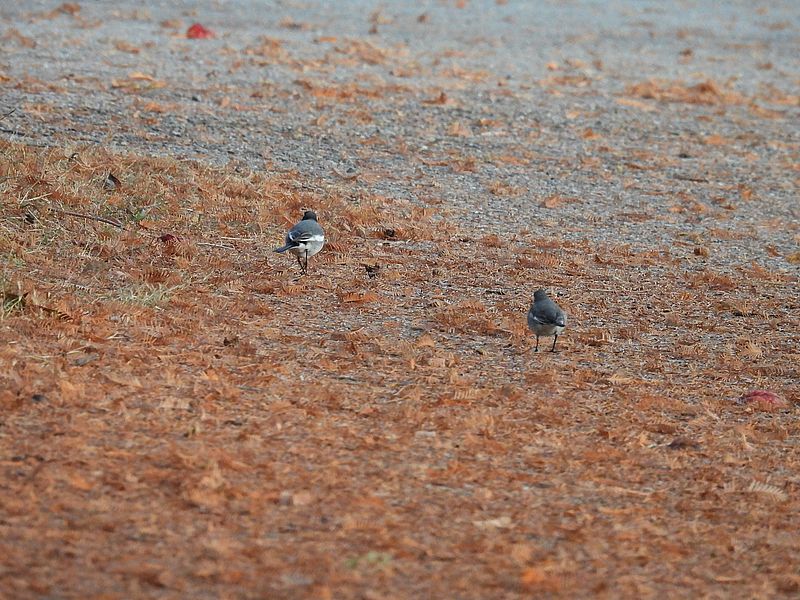 楽し気なハクセキレイちゃん