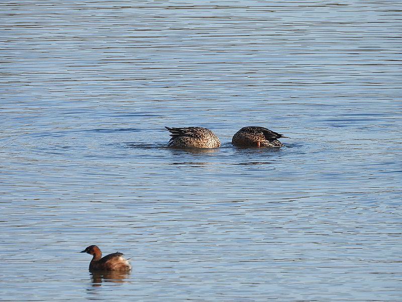 ハシビロ子ちゃん