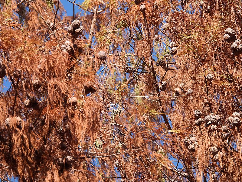 メタセコイアと思ったら