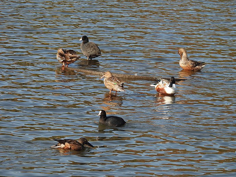 カモの皆さんがのんびり日向ぼっこ