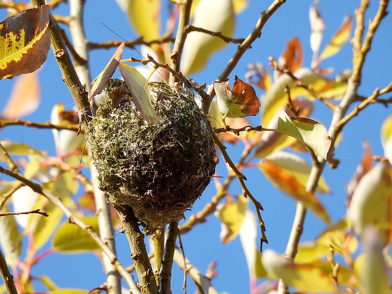 くそはやエナガ元帥の古巣？