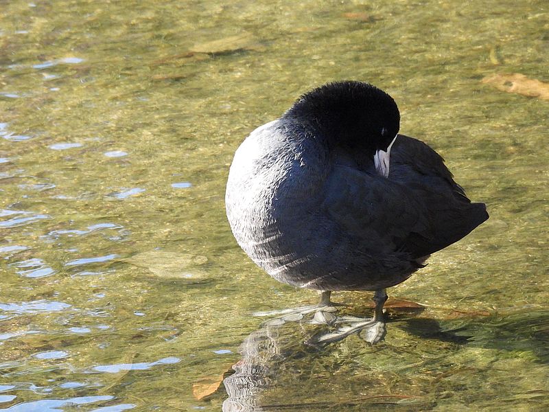 オオバンちゃん