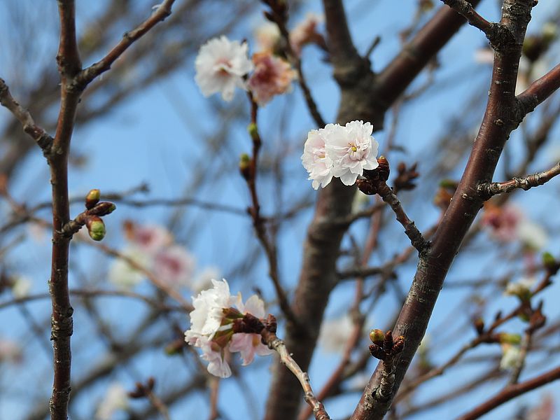 子福桜