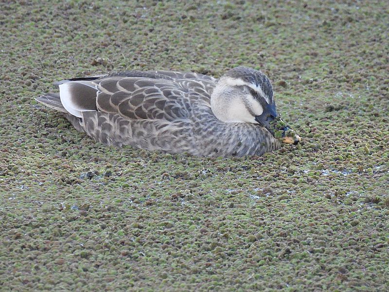 カルガモちゃん
