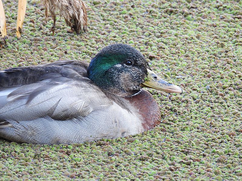マルガモちゃん