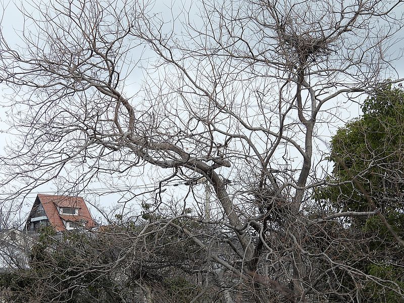 春に4つ巣がかかっていた木