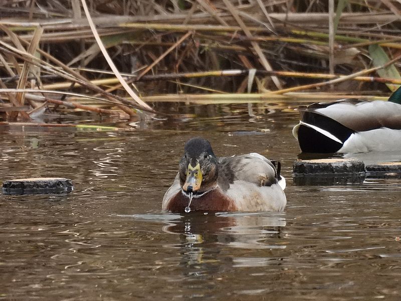 マルガモちゃん