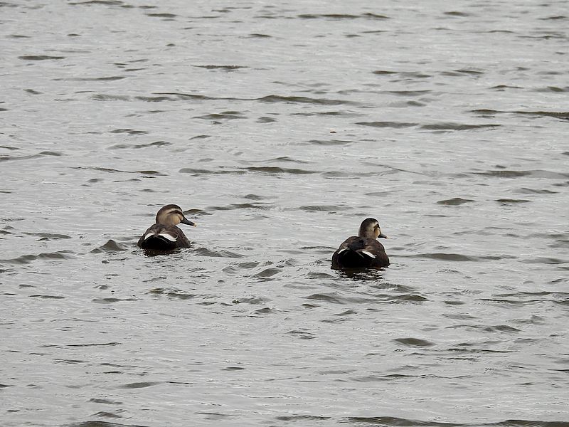 カルガモちゃん