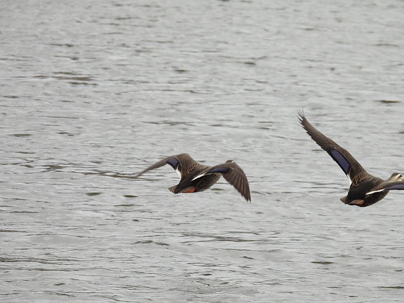 カルガモちゃん