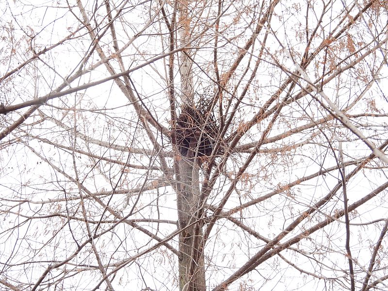 カラヤンの巣かな？