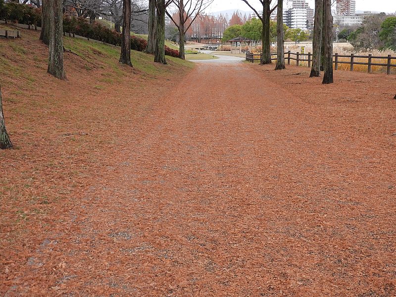 打上川治水緑地