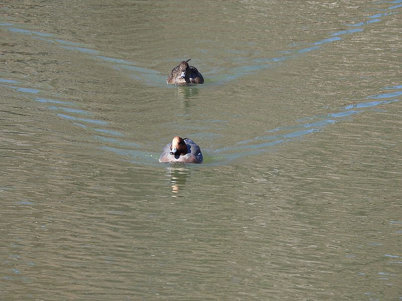 ぴゆちゃんご夫妻