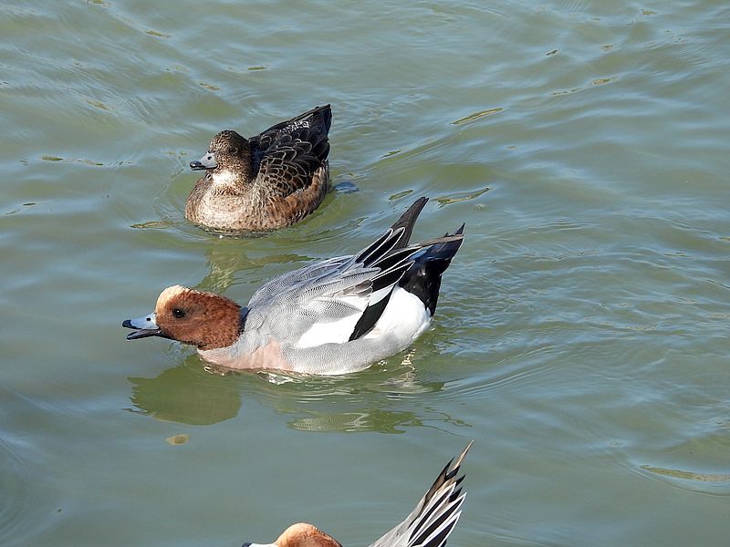 ぴゆちゃんぴゆ子さん
