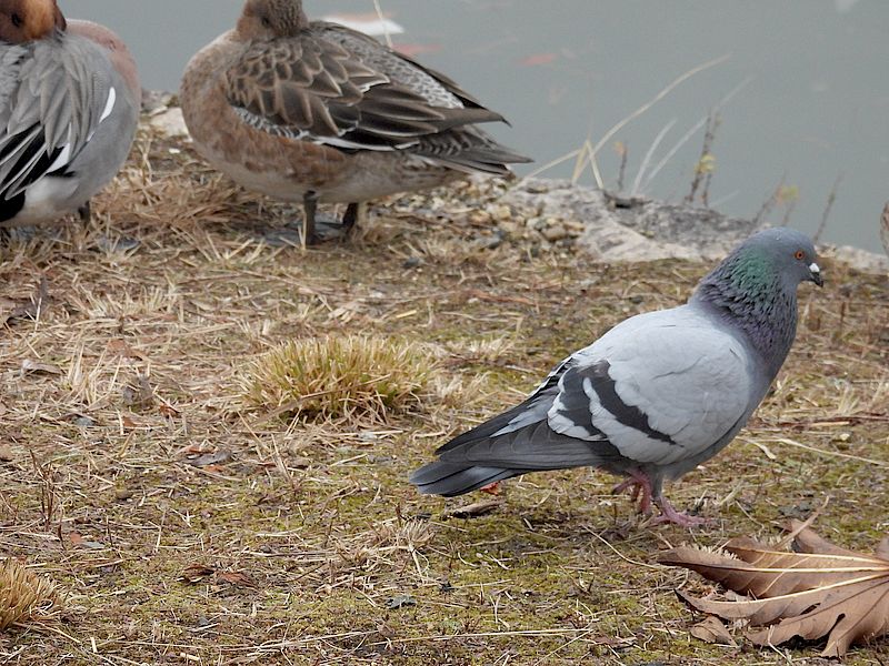 追い払って悦に入るくるっぽー