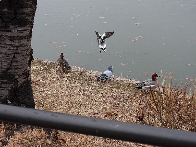 ぴゆちゃんを追い払うくるっぽー