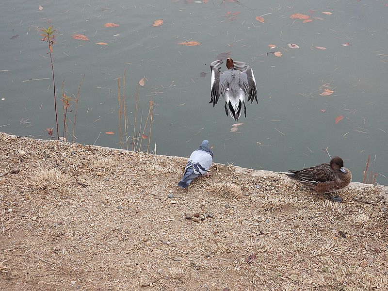 また追い払うくるっぽー