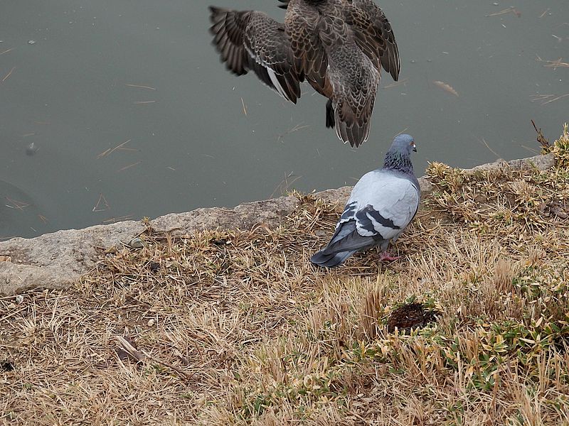 ぴゆ子さんも追い払ってしまったくるっぽー