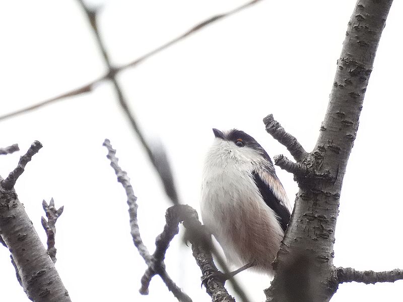 今年生まれのくそはやエナガ元帥