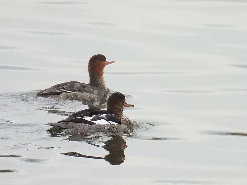 ウミアイサちゃん