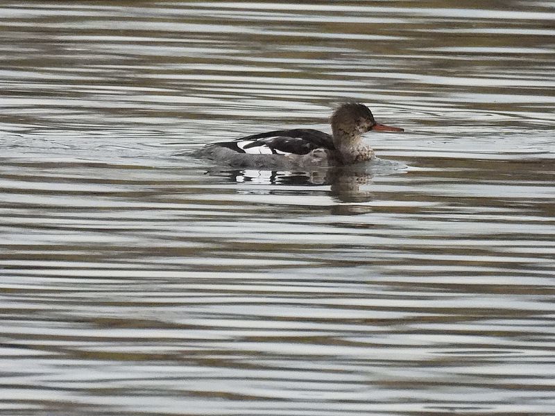 ウミアイサちゃん
