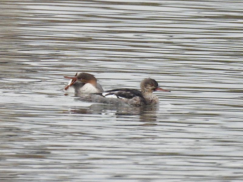 ウミアイサちゃん