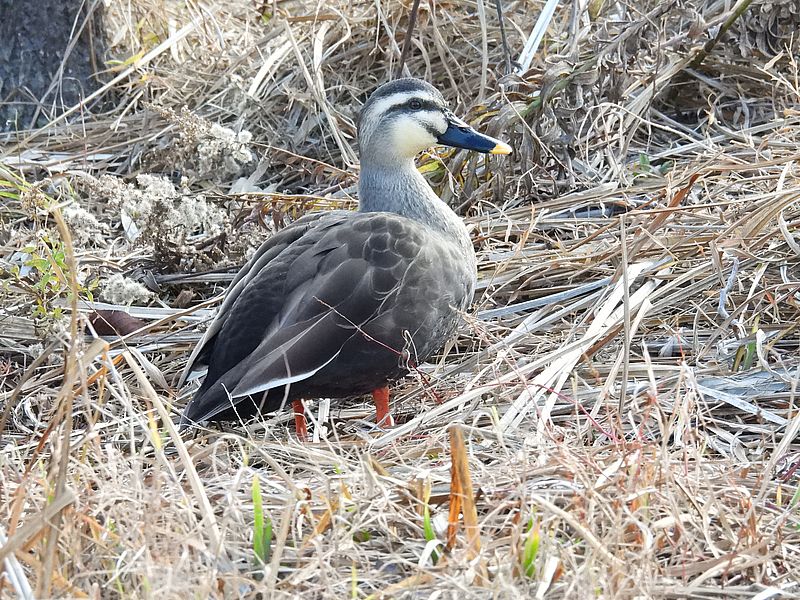 カルガモちゃん