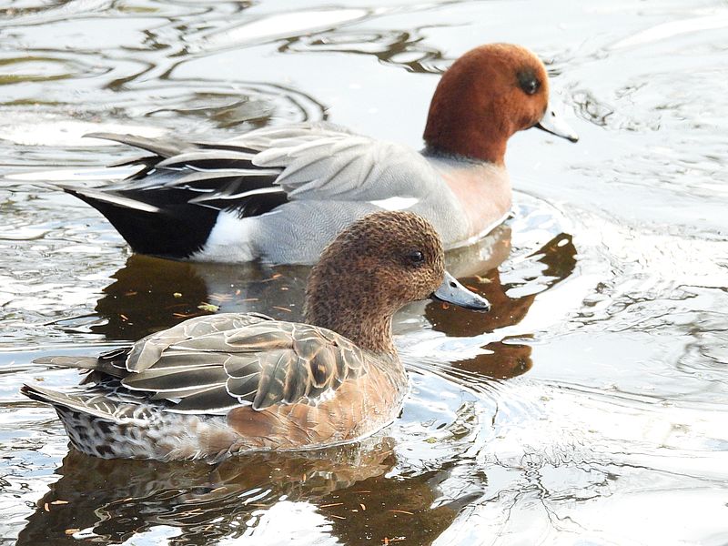 ぴゆちゃんご夫妻