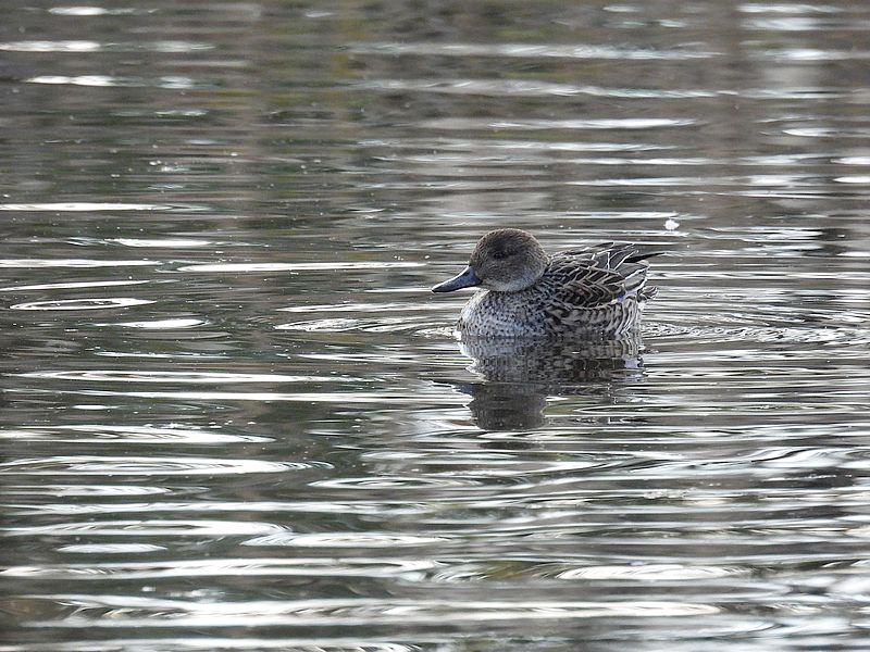 コガモ子ちゃん