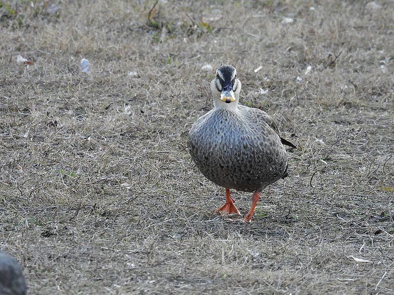 カルガモちゃん