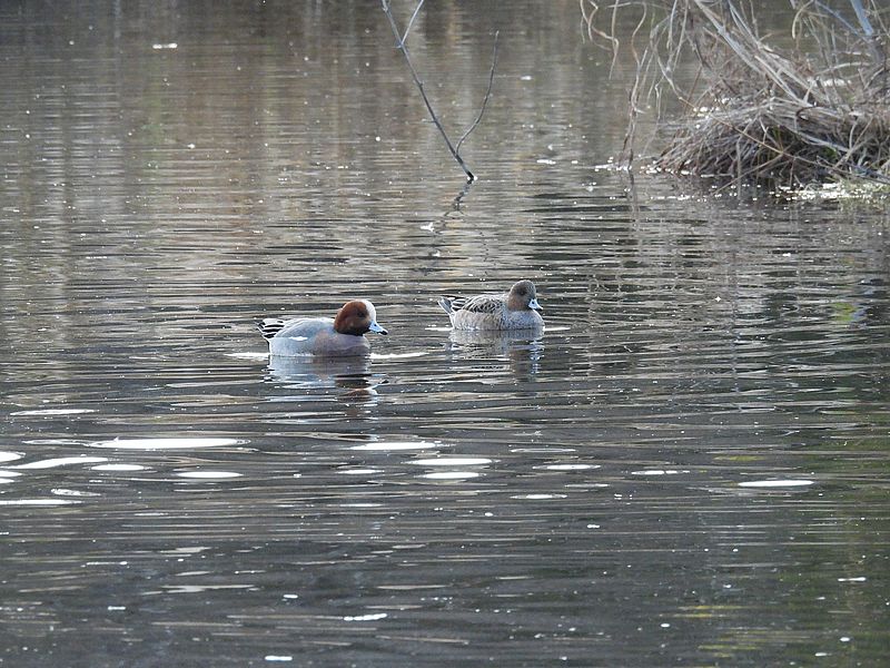 ぴゆちゃんご夫妻