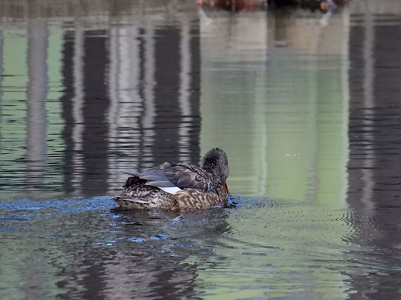 オカヨシ子ちゃん