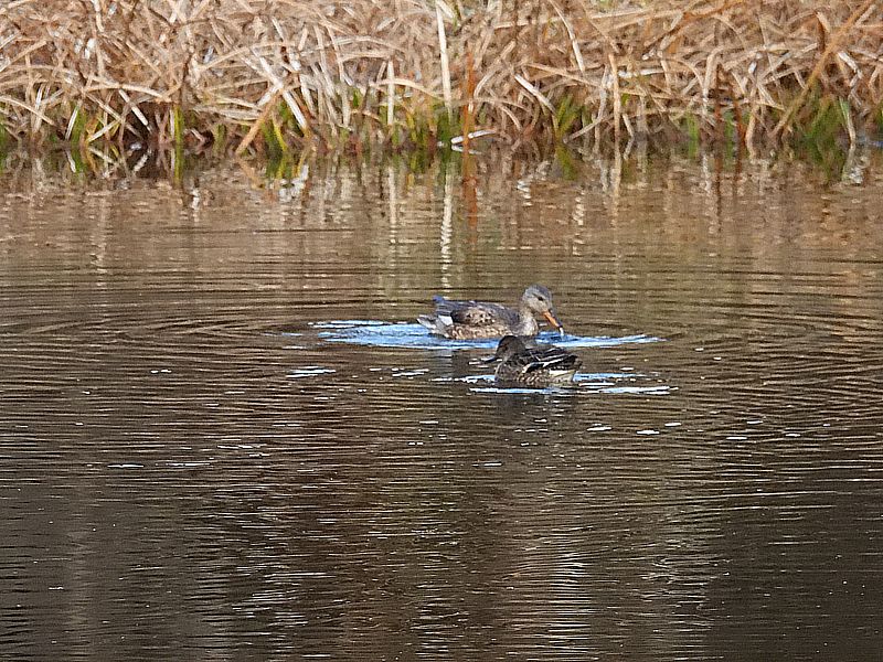 オカヨシ子ちゃん