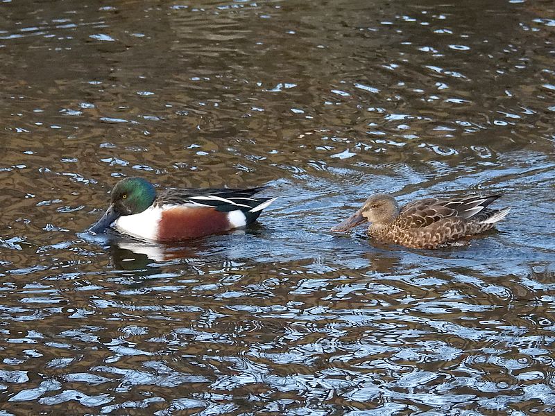 ハシビロさんご夫妻
