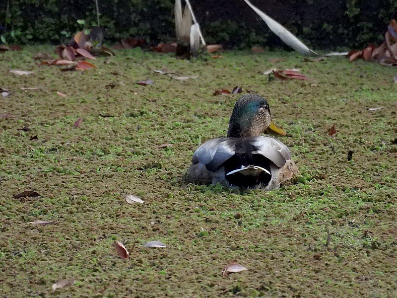 マルガモちゃん