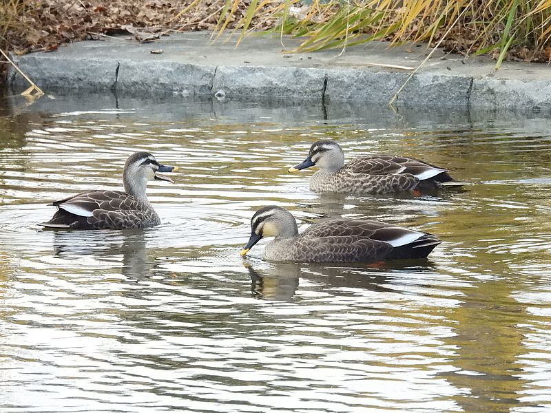 カルガモちゃん