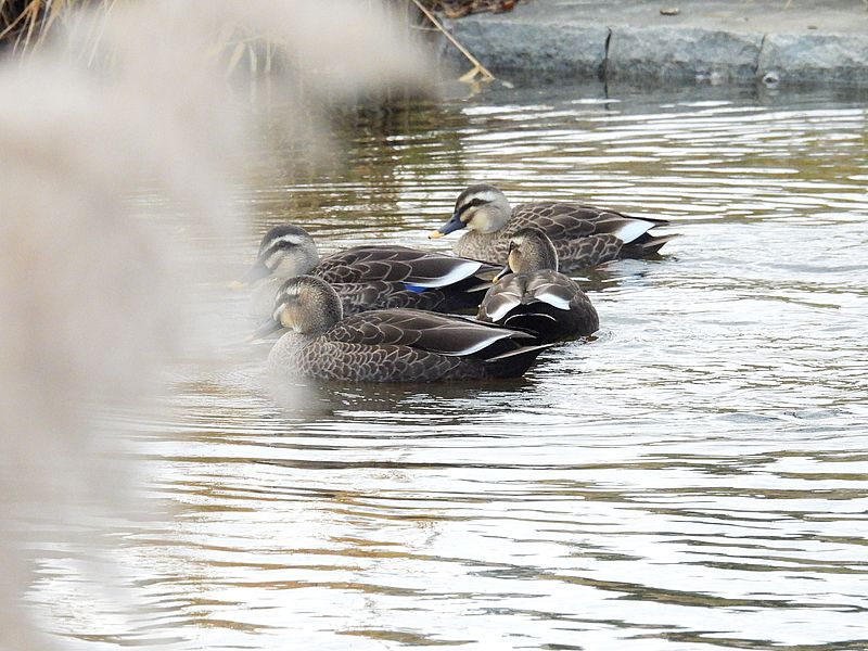 カルガモちゃん