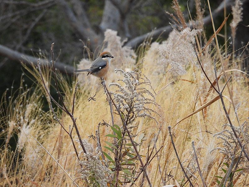 ラブリーソルジャーモズちゃん