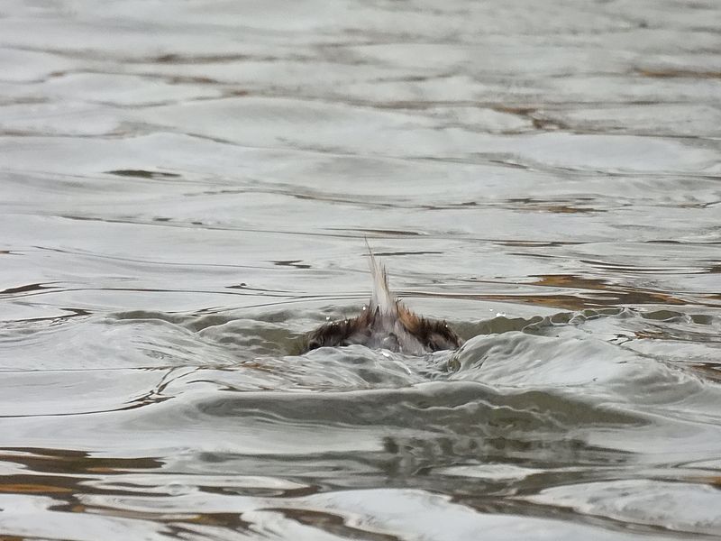 カイツブリちゃん
