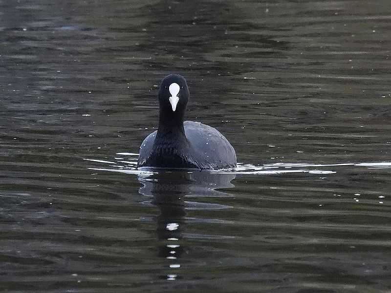 オオバンちゃん