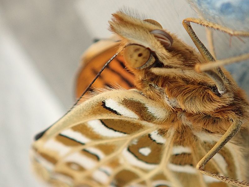 ツマグロ男ちゃん