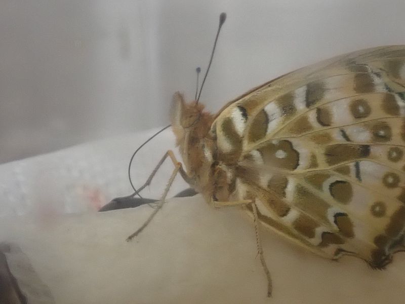 ツマグロ男ちゃん