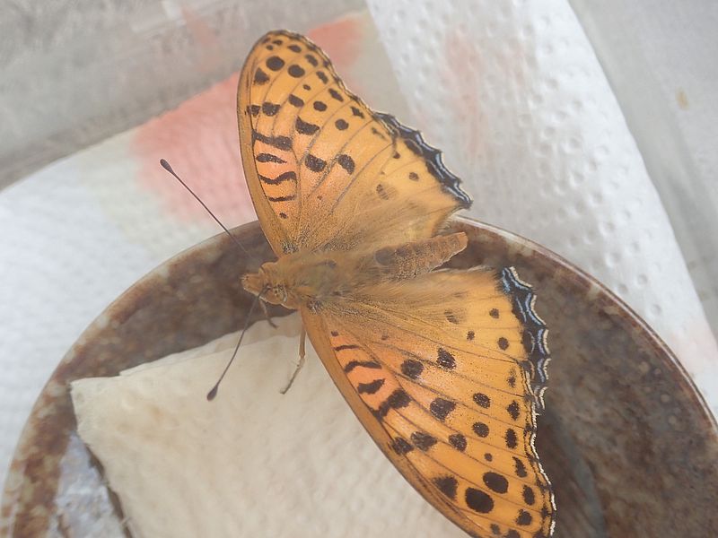 ツマグロ男ちゃん