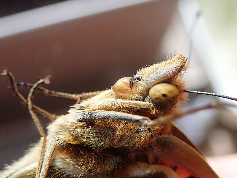 ツマグロ男ちゃん