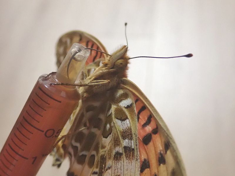 ツマグロ男ちゃん